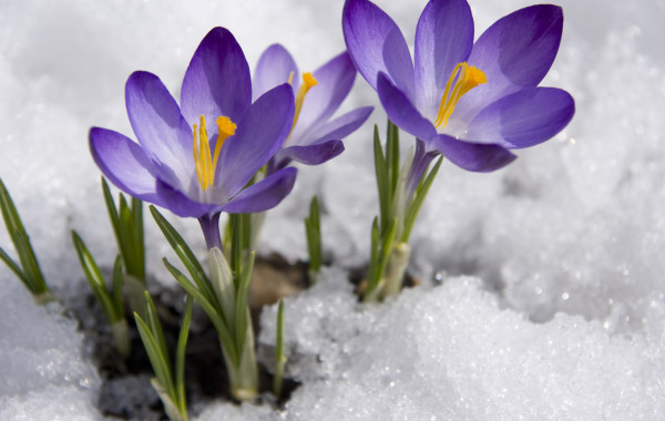 Fun Facts About Spring