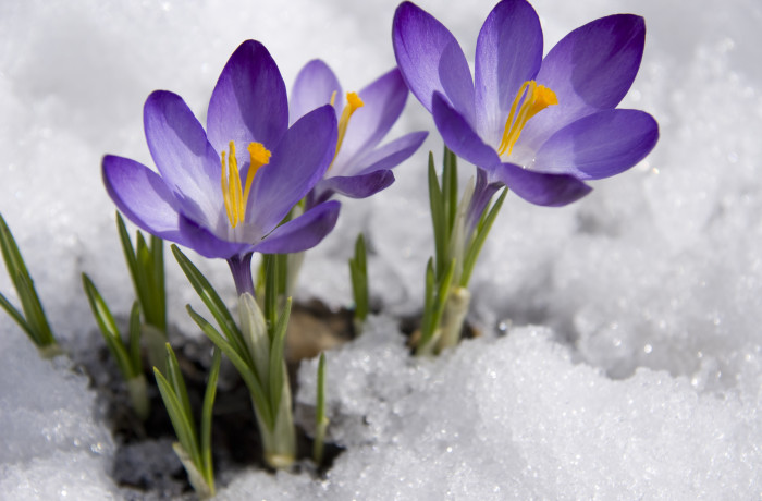 Fun Facts About Spring